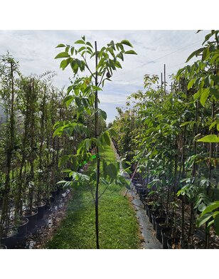 Walnotenboom | Juglans regia Apollo