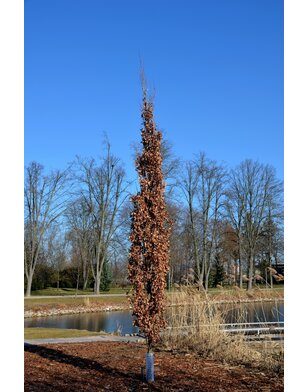 Zuileik | Quercus Regal Prince