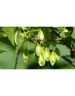 Sneeuwklokjesboom | Halesia carolina | meerstammig