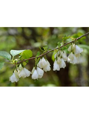 Sneeuwklokjesboom | Halesia carolina | meerstammig