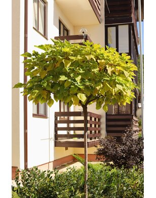 Gele catalpa | Catalpa bignonioides Aurea