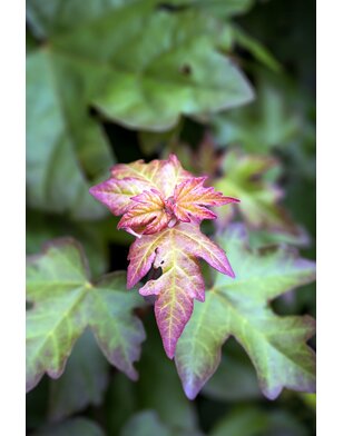 Veldesdoorn | Acer campestre Red Shine