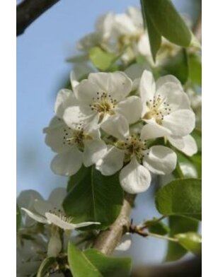 Daksierpeer | Pyrus calleryana Chanticleer