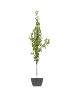 Zuileik | Quercus Regal Prince