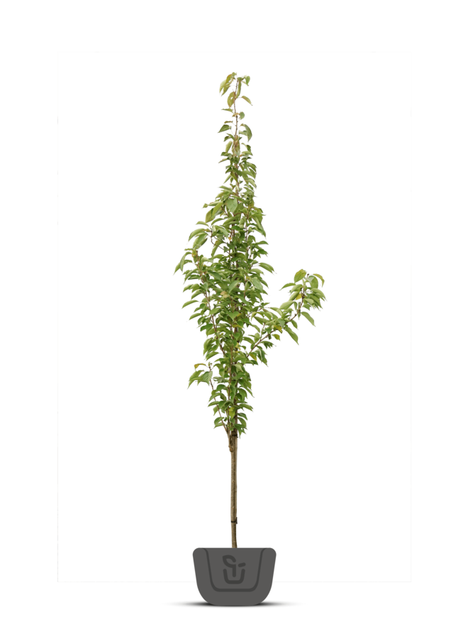 Zuileik | Quercus Regal Prince