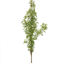 Zuileik | Quercus Regal Prince