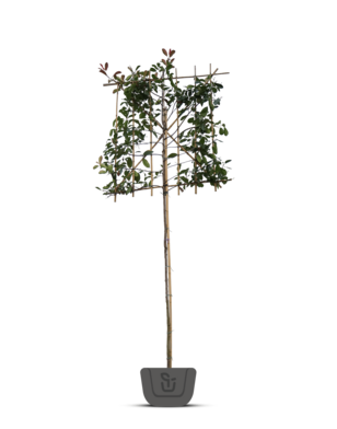 Bonte Glansmispel als leiboom | Photinia fr. Louise