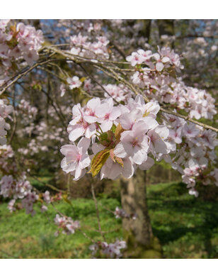 Sierkers | Prunus Spire