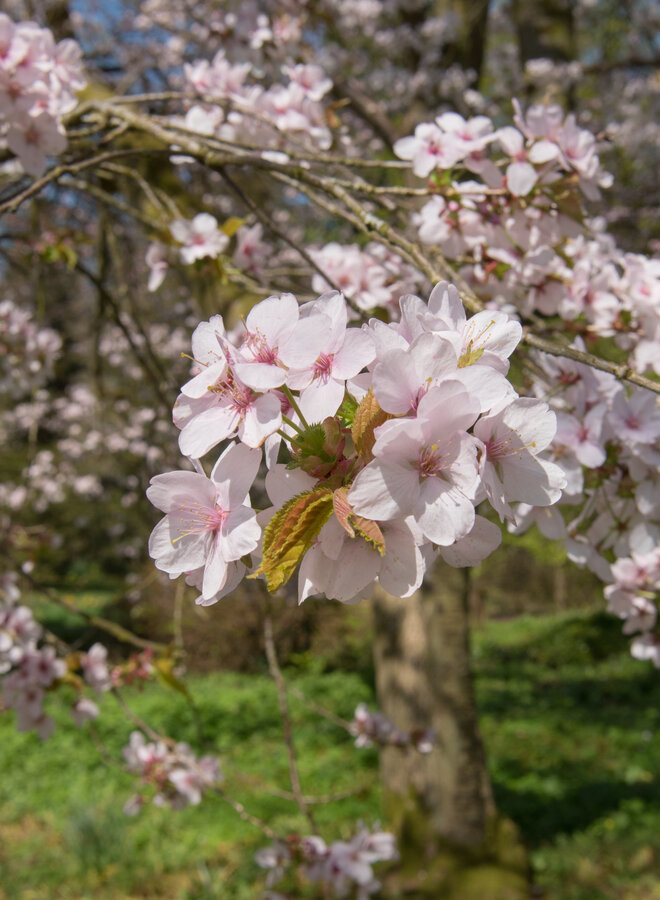 Sierkers | Prunus Spire