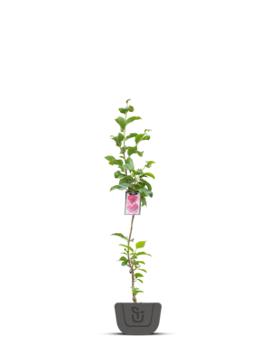 Magnolia Cleopatra | boompje