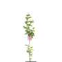Magnolia Cleopatra | boompje