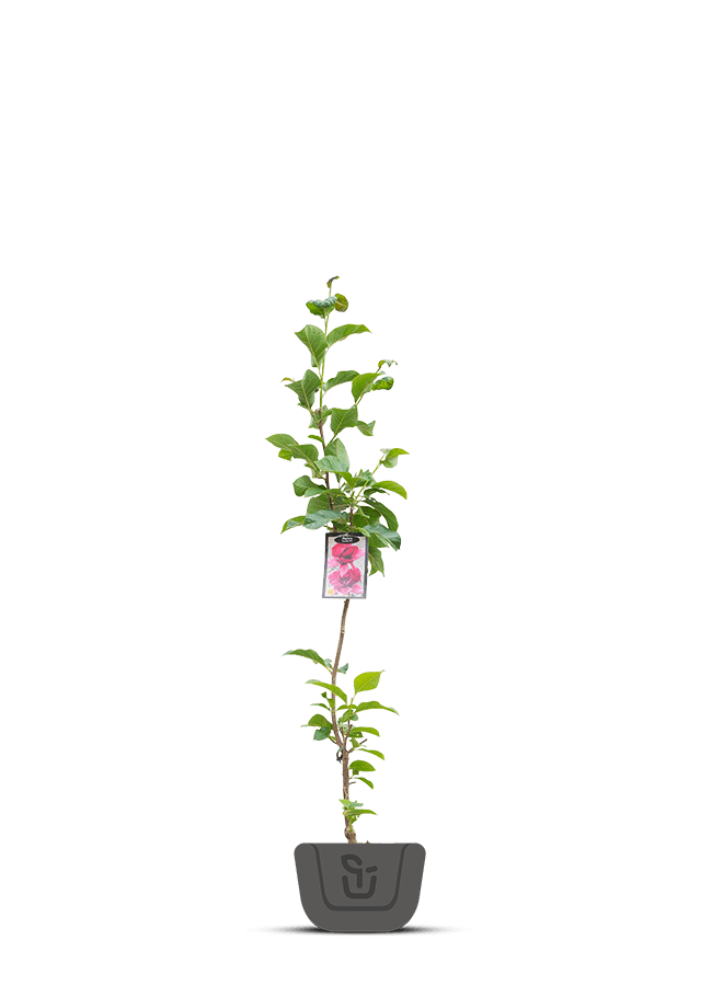 Magnolia denudata Purpurascens | boompje