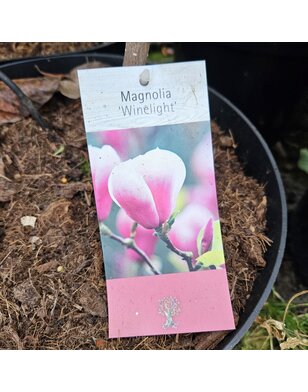 Magnolia boom | Magnolia Winelight