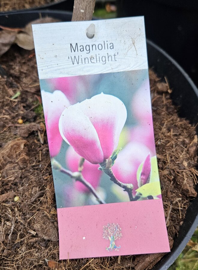Magnolia boom | Magnolia Winelight
