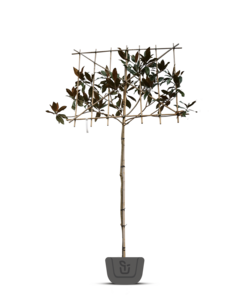 Wintergroene Magnolia grand. Galissoniere | leiboom