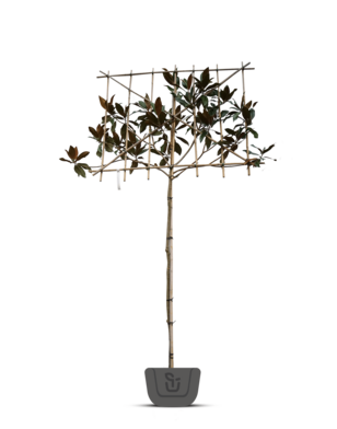 Wintergroene Magnolia grand. Galissoniere | leiboom