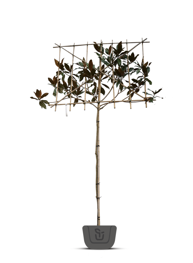 Wintergroene Magnolia grand. Galissoniere | leiboom