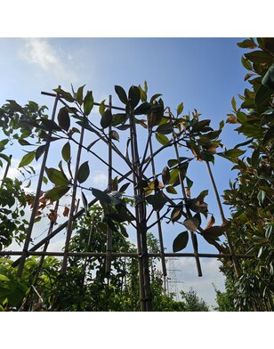 Wintergroene Magnolia grand. Galissoniere | leiboom