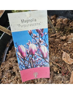 Magnolia denudata Purpurascens | boompje