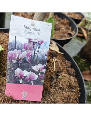 Magnolia Cameo | boom