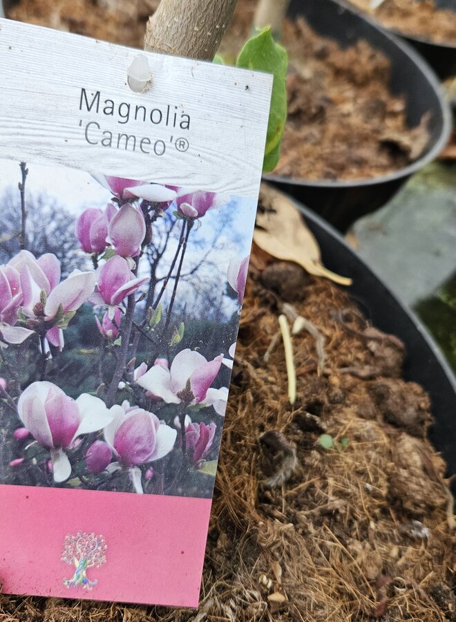 Magnolia Cameo | boom