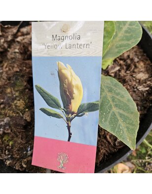 Magnolia boom | Magnolia Yellow Lantern