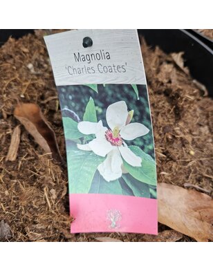 Magnolia Charles Coates | boom