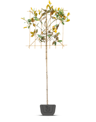 Wintergroene Magnolia grand. Galissoniere | leiboom