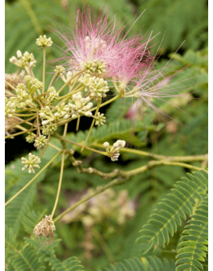 Meerstammige slaapboom | Albizia jul. Ombrella
