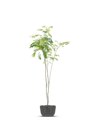Meerstammige slaapboom | Albizia jul. Ombrella