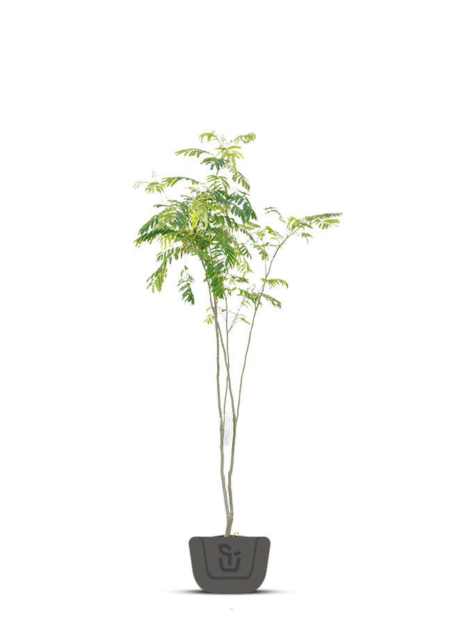 Meerstammige slaapboom | Albizia jul. Ombrella