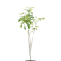 Meerstammige slaapboom | Albizia jul. Ombrella