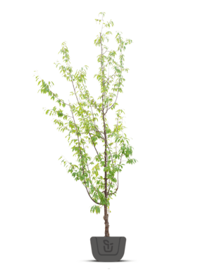 Tibetaanse sierkers | Prunus serrula