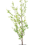 Tibetaanse sierkers | Prunus serrula