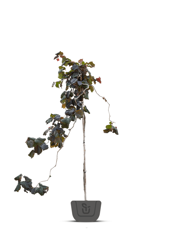 Paarse Hazelaar  op stam | Corylus avellana Red Majestic