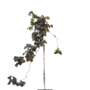 Paarse Hazelaar  op stam | Corylus avellana Red Majestic