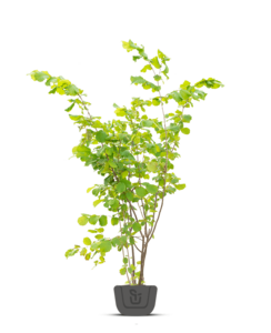 Hazelaar meerstammig | Corylus colurna