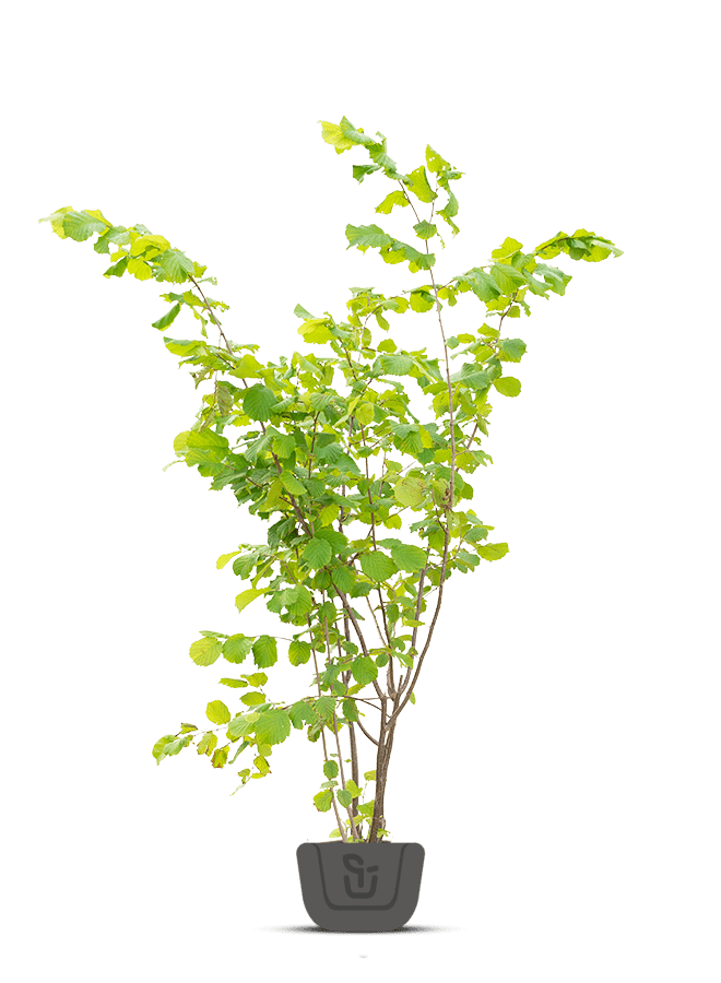 Hazelaar meerstammig | Corylus colurna