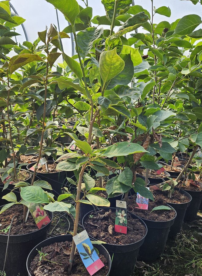 Magnolia boom | Magnolia Winelight