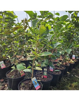 Magnolia denudata Purpurascens | boompje