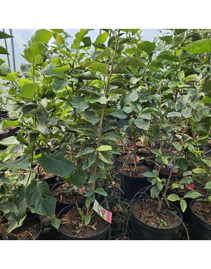 Magnolia boom | Magnolia Yellow Lantern