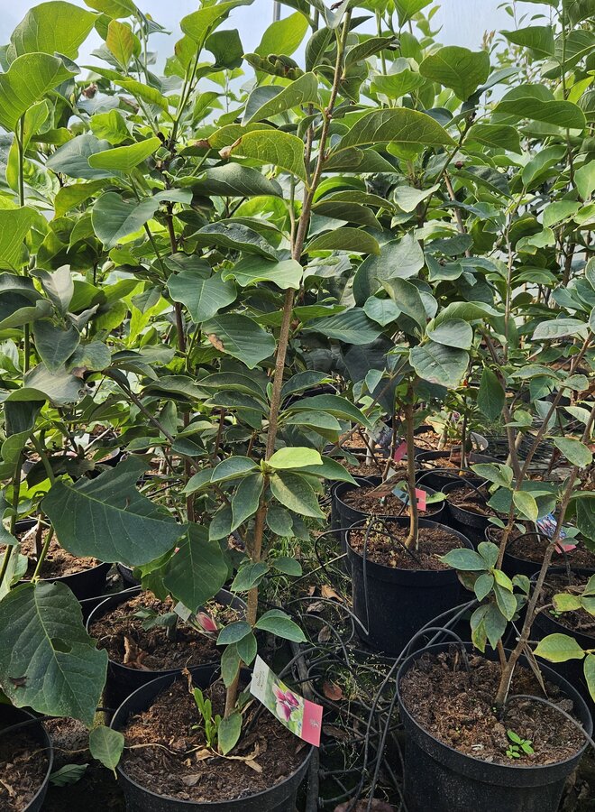 Magnolia Cleopatra | boompje