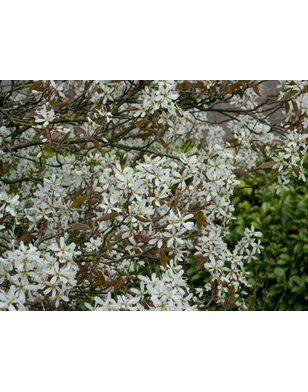Amelanchier lamarckii Ballerina | krentenboom
