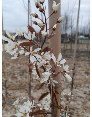 Krentenboom | Amelanchier laevis Snowflakes