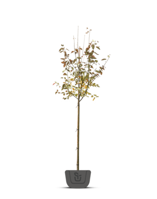 Amelanchier lamarckii Ballerina | krentenboom