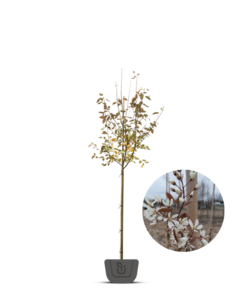 Amelanchier lam. Ballerina | krentenboom