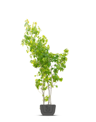 Amberboom | Liquidambar styraciflua | Meerstammig