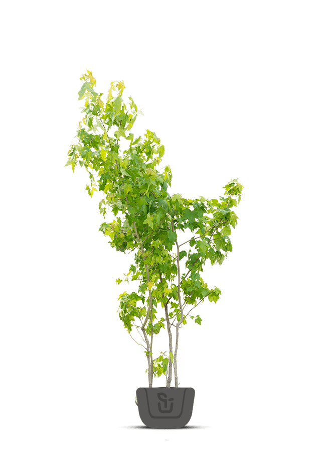 Amberboom | Liquidambar styraciflua | Meerstammig