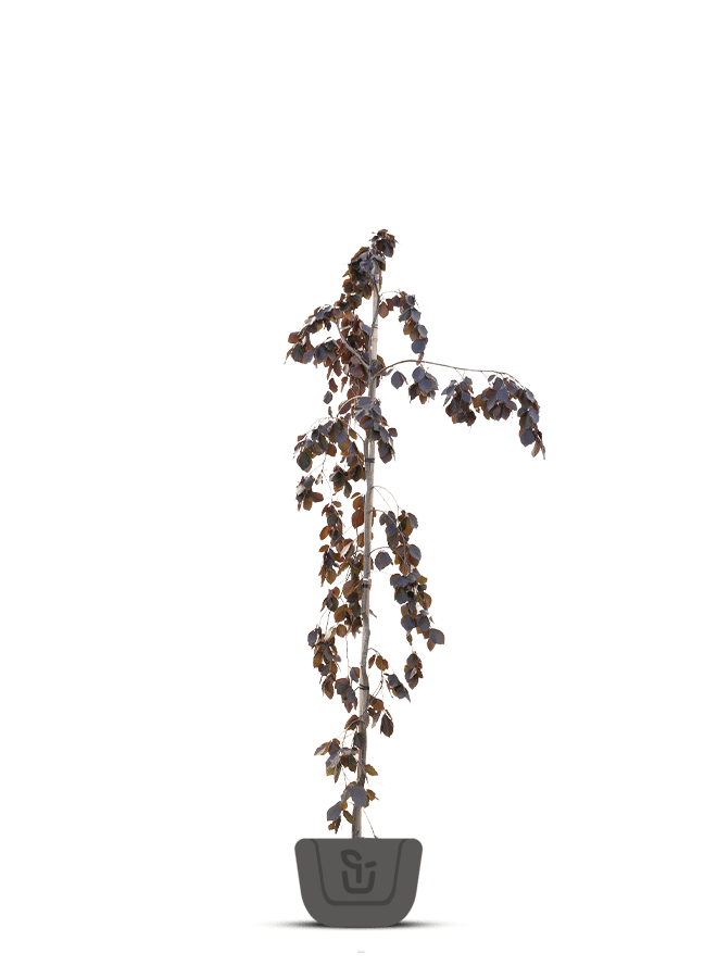 Rode treurbeuk | Fagus sylv. Purple Fountain