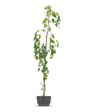 Groene treurbeuk | Fagus sylvatica Pendula